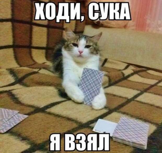 Смешные картинки с подписями катинки, прикол, юмор