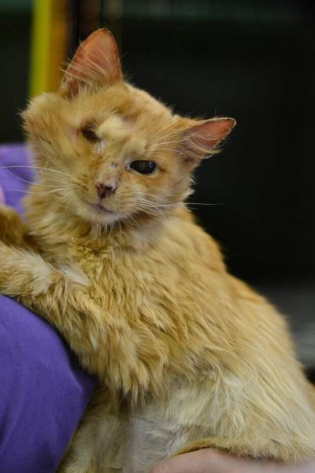 фото марсика. потрепанный кот. котик марсик. марсик. фото марсика.