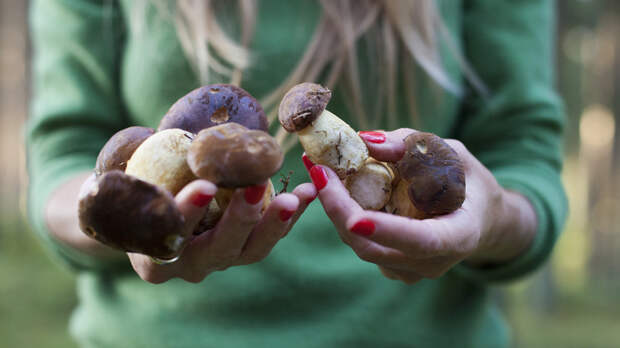 Специалист Рудаков предупредил о ядовитых «двойниках» съедобных грибов