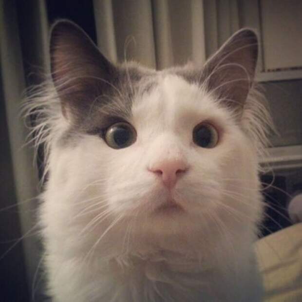 Коты и кошки (28 фото)