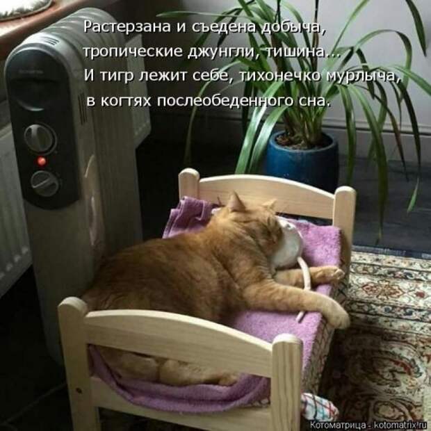 Новая котоматрица на Бугаге (39 фото)