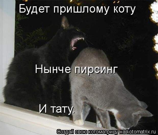 Котоматрица недели (31 фото)