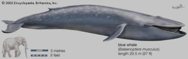 planetearthandhumanity.blogspot.com-whale