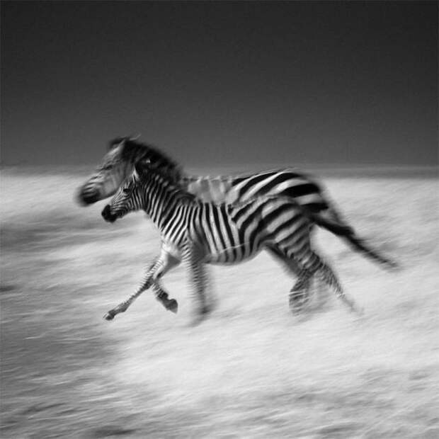 Дикая Африка в фотографиях Лорана Бау дикая природа, животные, фотографии