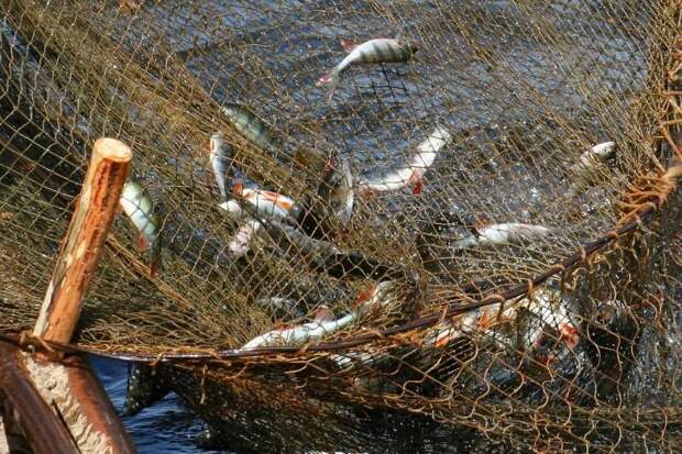 В северной части Каспийского моря введен запрет на ловлю рыбы