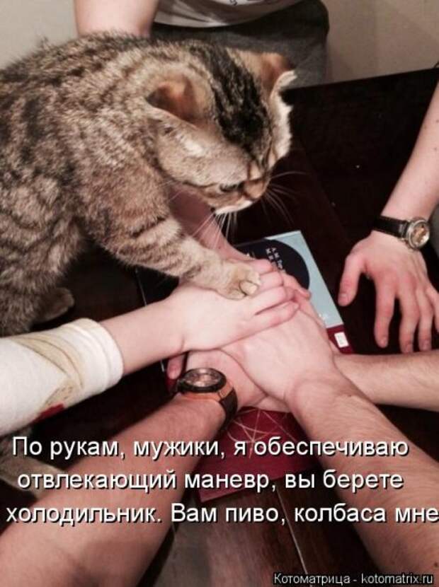Котоматрицы, животные приколы.