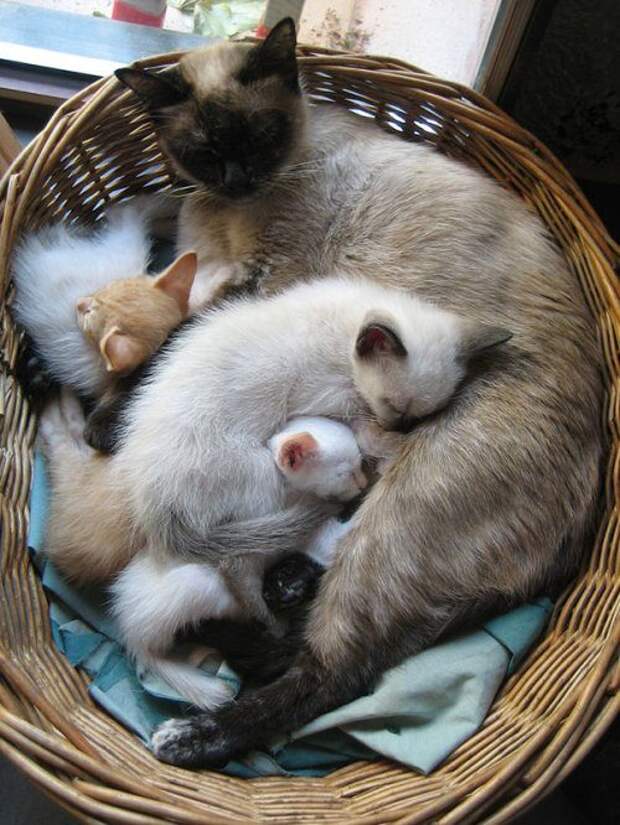 Гордые мамочки очаровательных котят
