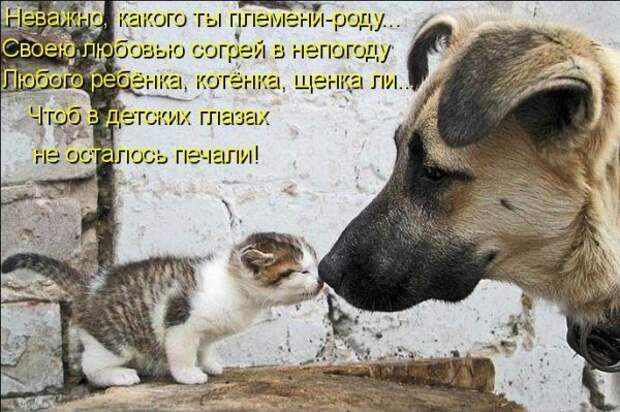 Котоматрица 9