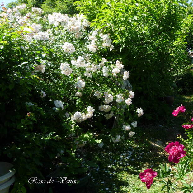 4497432_rosesingardeninspiration21 (600x600, 187Kb)
