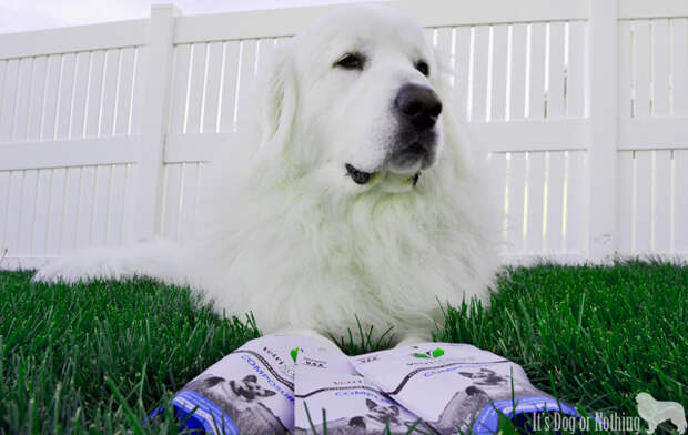 During our therapy dog training we've been using VetriScience Composure to help my Great Pyrenees focus.