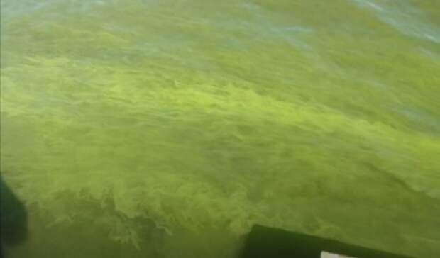 Жители Карелии бьют тревогу из-за резко позеленевшей воды в озере