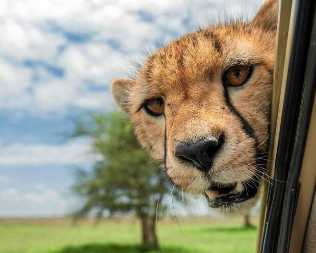 Comedy Wildlife Photo Awards 9