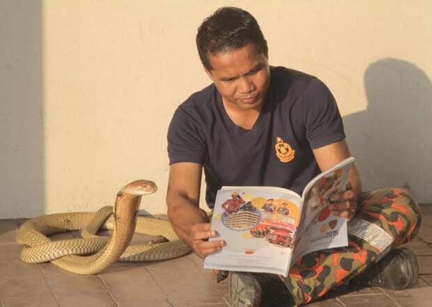 Абу Зарин Хуссин: знаменитый укротитель змей умер от укуса кобры