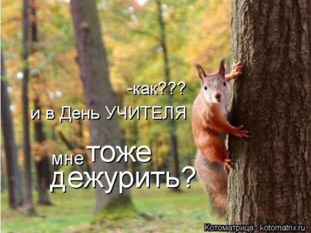 Новые крутые котоматрицы первой недели октября (50 фото) Новые крутые котоматрицы первой недели октября (50 фото)