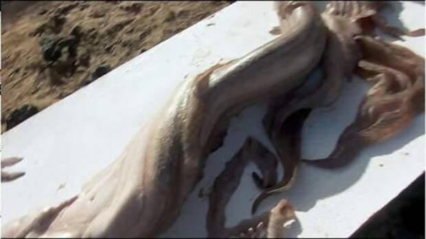 На берегу Средиземного моря нашли русалку, On the shores of the Mediterranean have found a mermaid