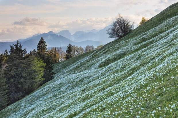 Цветочный ковер на вершине Голицы в Словении