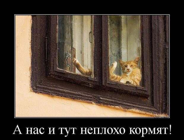 Демотиваторы демотиваторы, прикол, смех, юмор