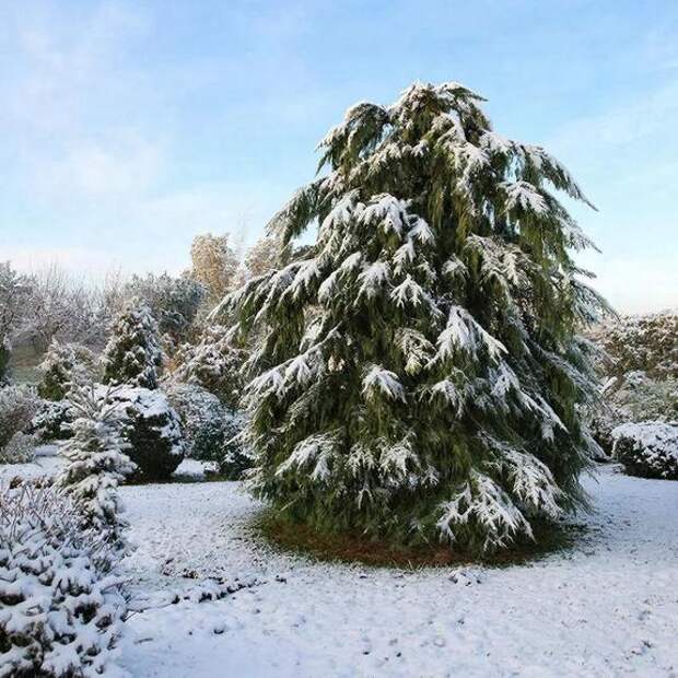 Иголки без острых углов: гармония хвойных на даче