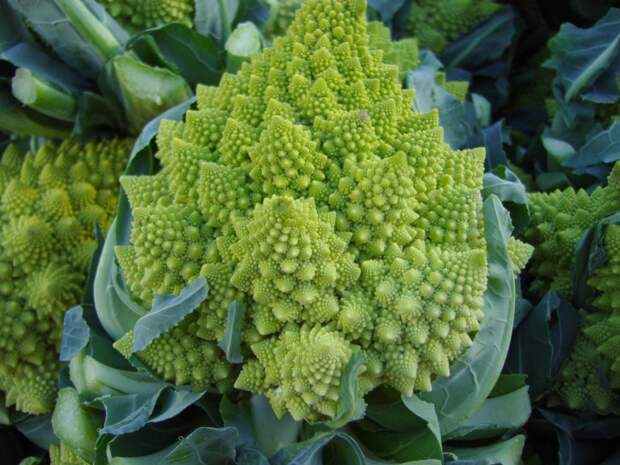 Брокколи Romanesco