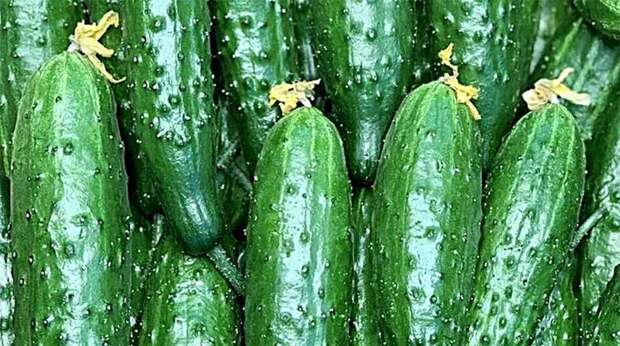 Агропром: инвестиции в тепличные огурцы и салат