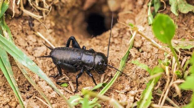 Мир насекомых. Почему домового сверчка любят, а подземного ненавидят?