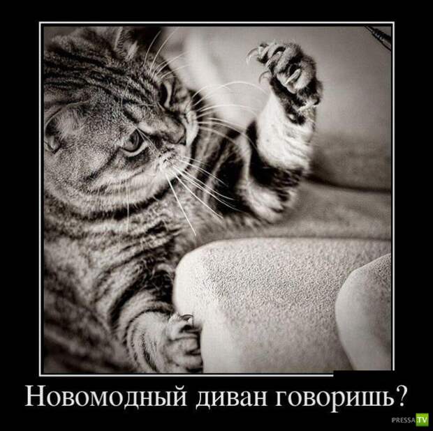 Демотиваторы на июнь, часть 15 (34 фото)