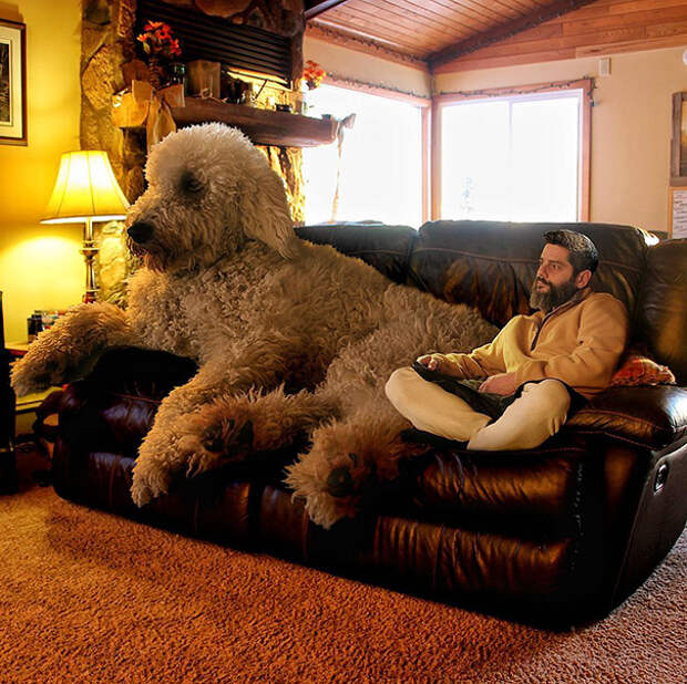 giant-dog-photoshop-adventures-juji-christopher-cline-87