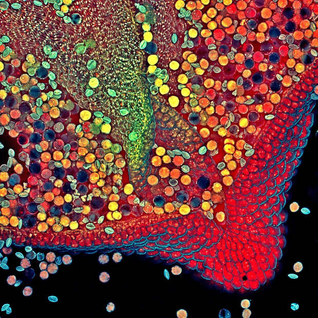 Победители конкурса микрофотографий Nikon Small World 2020