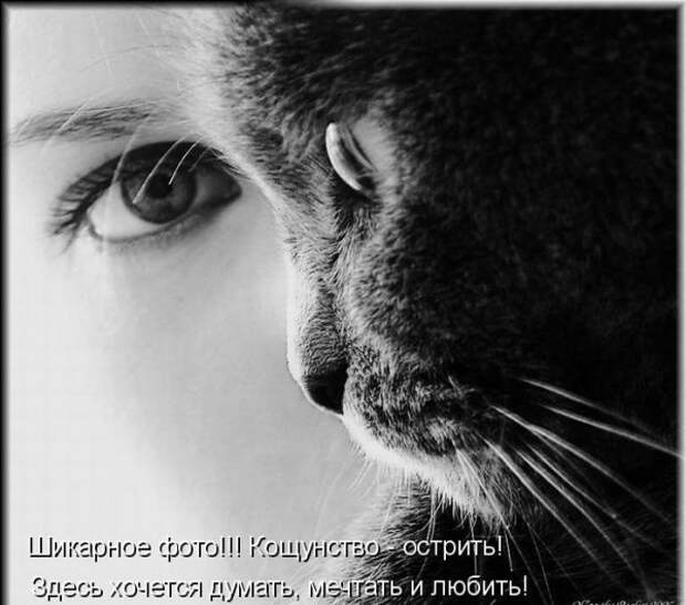 Котоматрица 9