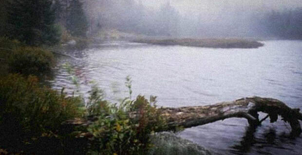 Семь самых страшных лесов планеты creepyforests09 Семь самых страшных лесов планеты