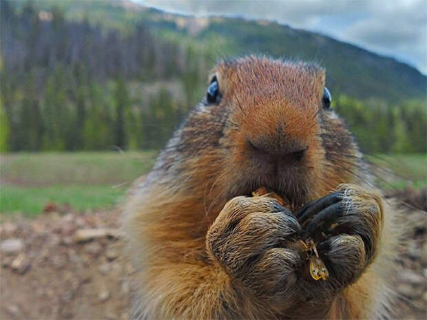 Улыбайся! животные, юмор