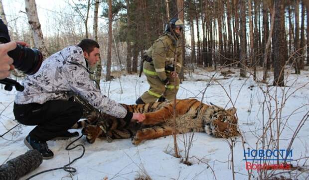 Ветеринар обезвредил тигра.
