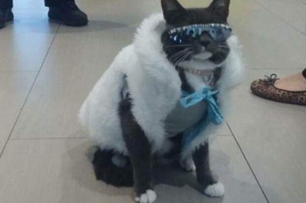 КОТОприколы