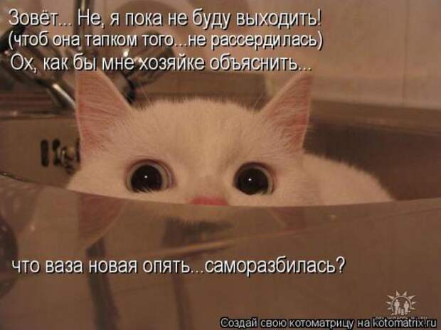 Котоматрицы (картинки с надписями)