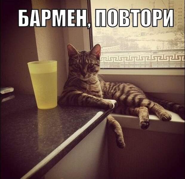 Смешные картинки с подписями катинки, прикол, юмор
