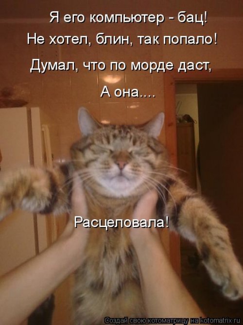 Новая котоматрица для всех (33 фото)