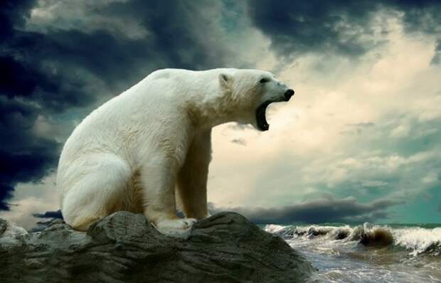 В Антарктиде нет полярных медведей.