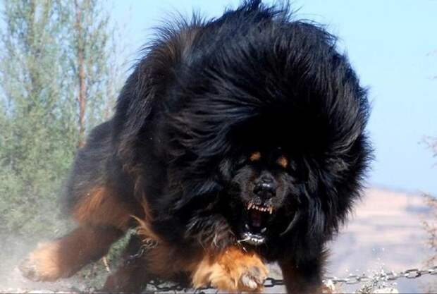 21. Одна из самых необычных пород собак — Тибетский мастиф. интересное, фото
