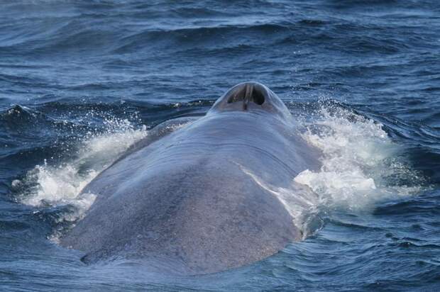 Синий кит плывет, описание блювала, фото