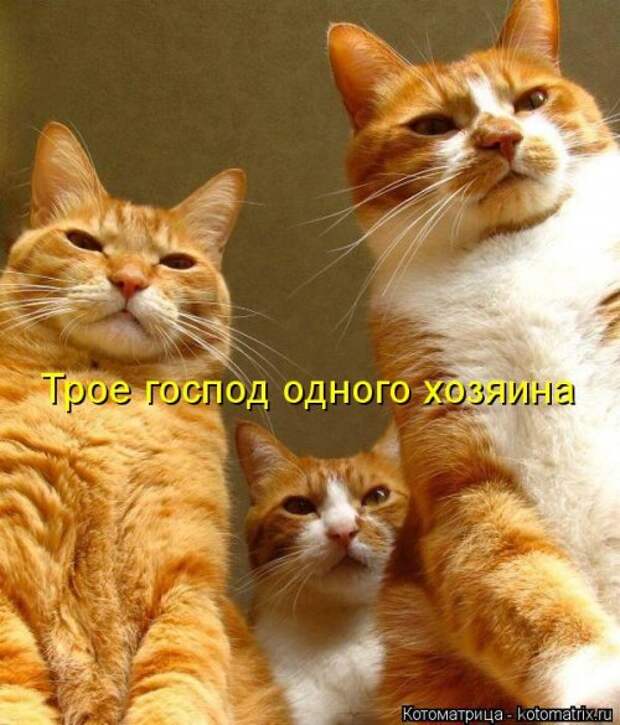 Лучшая котоматрица недели (32 фото)