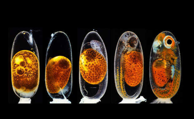 Победители конкурса микрофотографий Nikon Small World 2020