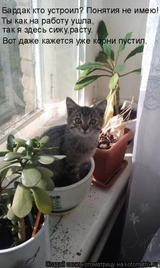 Котоматрица