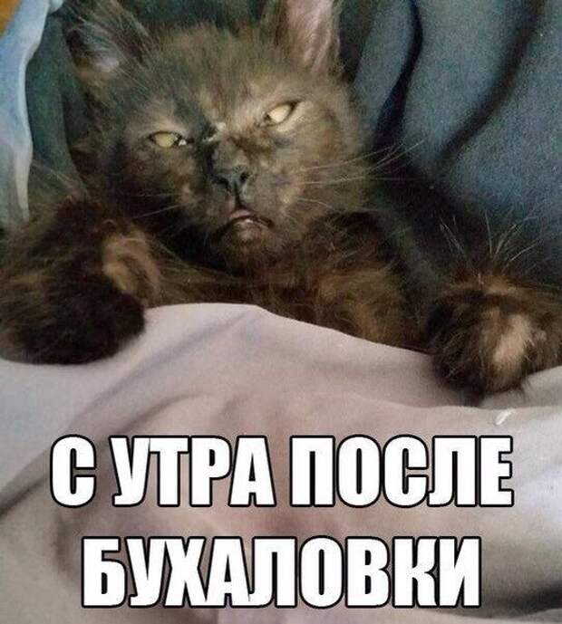 Эти ваши утры — ImgHub.ru
