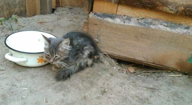 В лесу под Киевом нашли сотню котят. Фото 