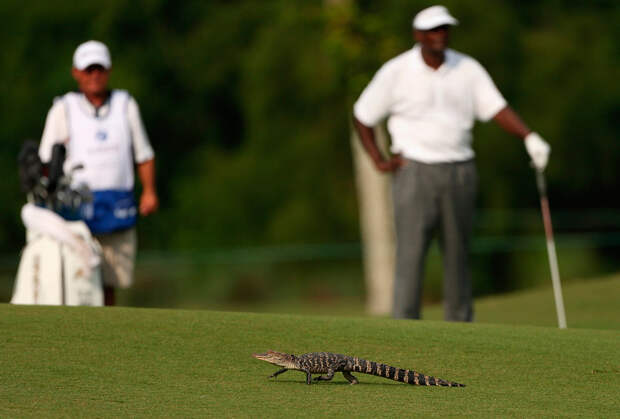 Крокодильчик на поле для гольфа