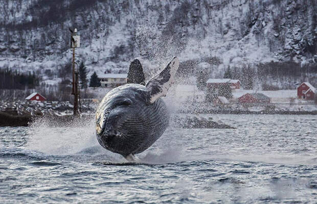 Животные в фотографиях