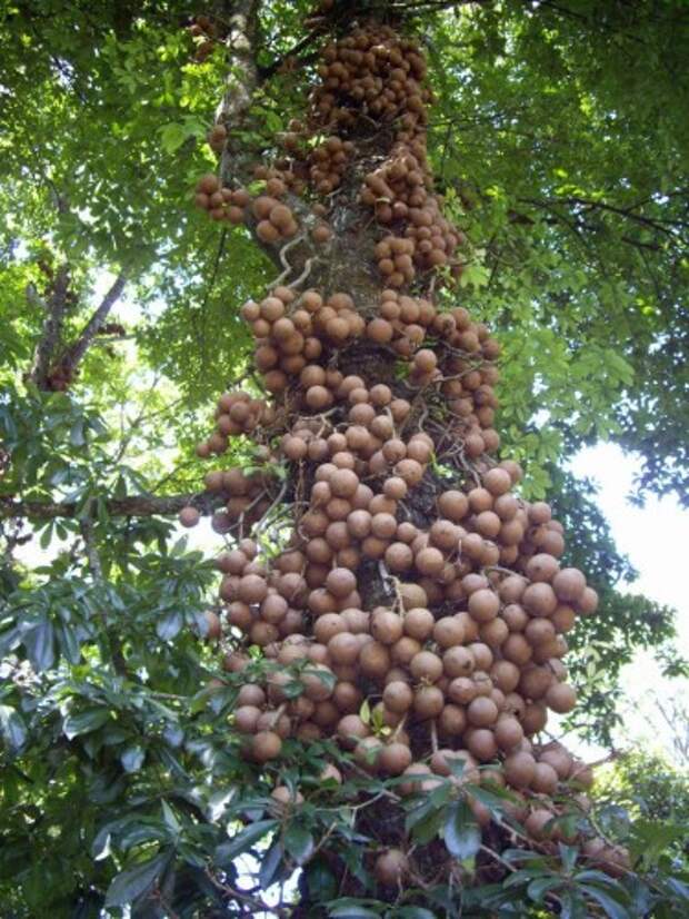 Курупита гвианская или «дерево пушечных ядер» (лат. Couroupita guianensis) (англ. Cannonball Tree)