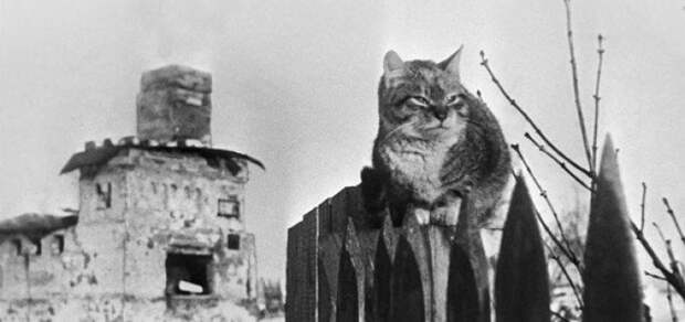 Котам Ленинграда война, история, коты, ссср, факты