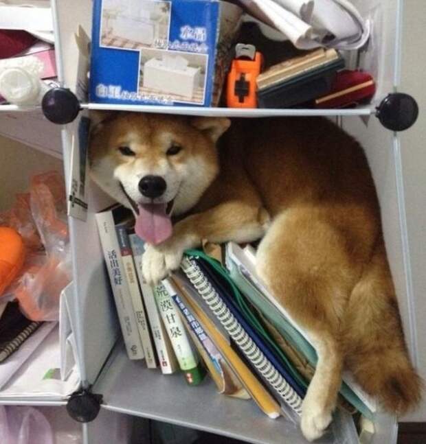 Собаки, которые думают, что хорошо спрятались