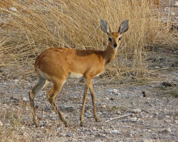 Dik Dik - Contender for cutest animal prize - Etosha, Namibia Dik Dik - Contender for cutest animal prize - Etosha, Namibia